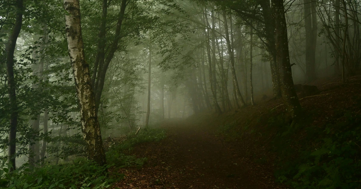 A misty forest path at dusk – an image for dreaming about being chased